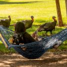Person resting in blue hammock while three wild turkeys wander nearby in sunlit park